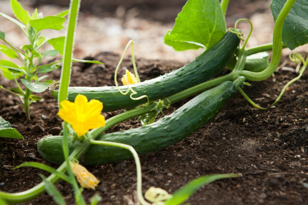 Experience the Fresh and Creamy Flavor of Cucumber